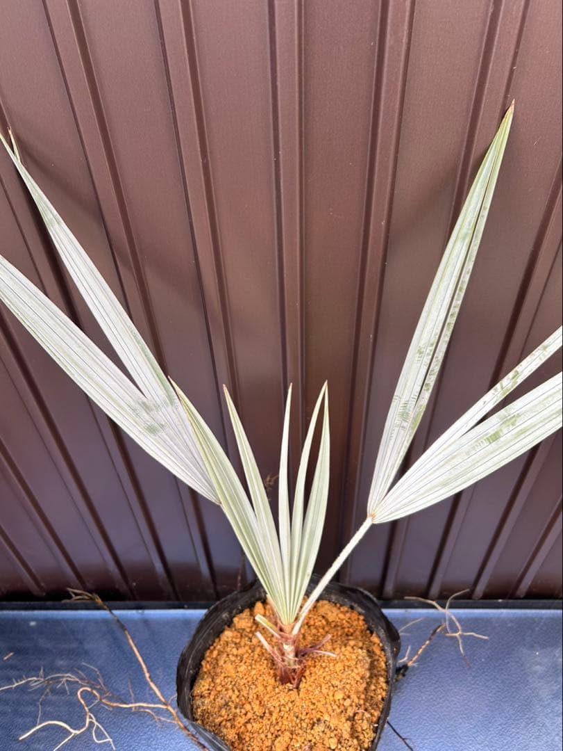 ブラヘア アルマータ E 特白 個体