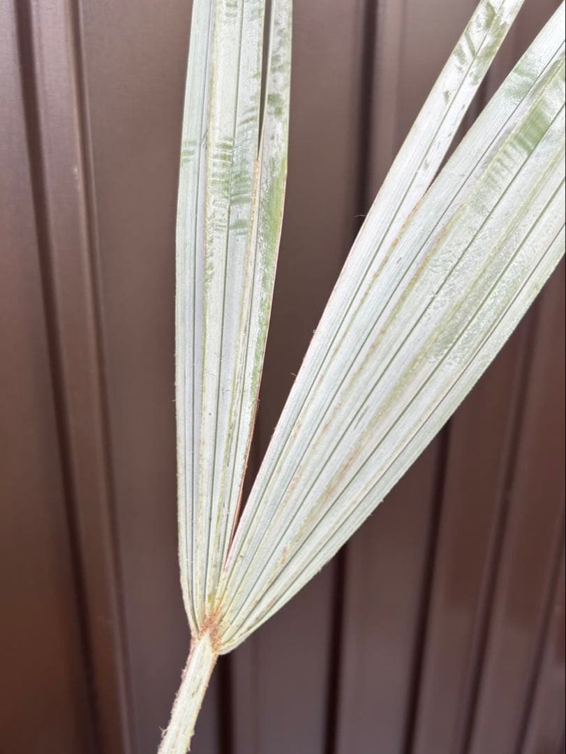 ブラヘア アルマータ E 特白 個体