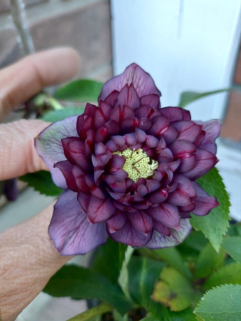 サ*ト様 クリスマスローズ　クレオパトラ系　広瀬園芸　５号鉢