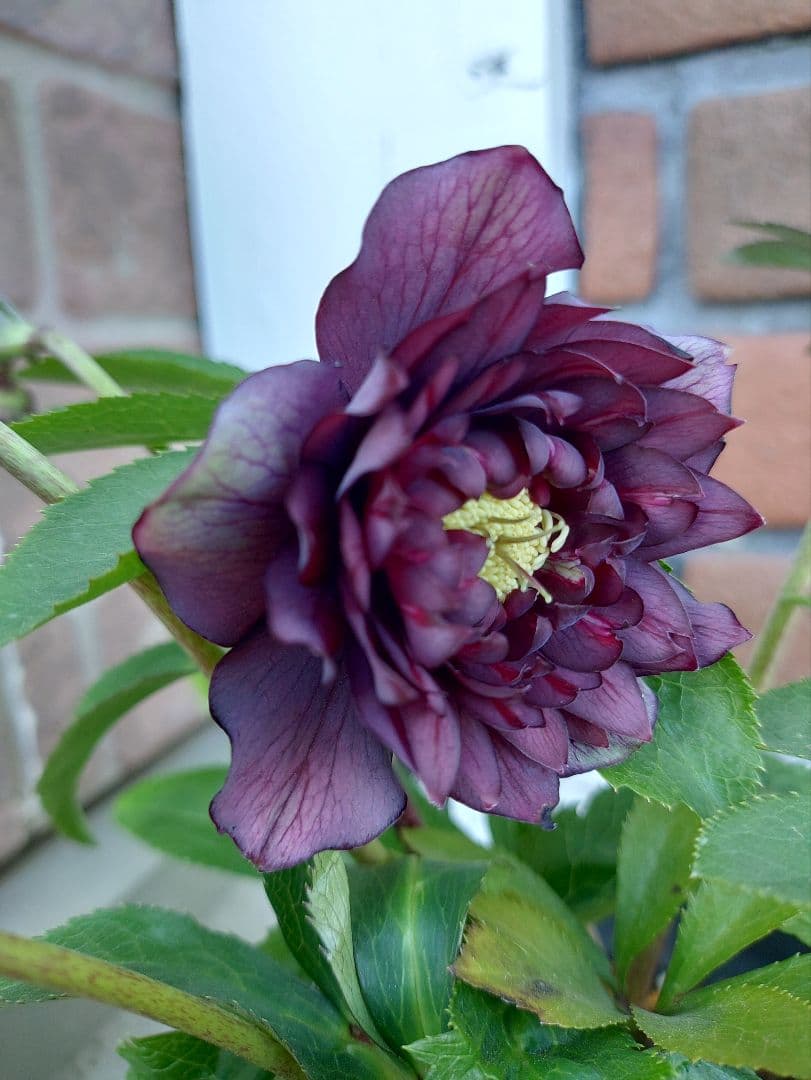 サ*ト様 クリスマスローズ　クレオパトラ系　広瀬園芸　５号鉢