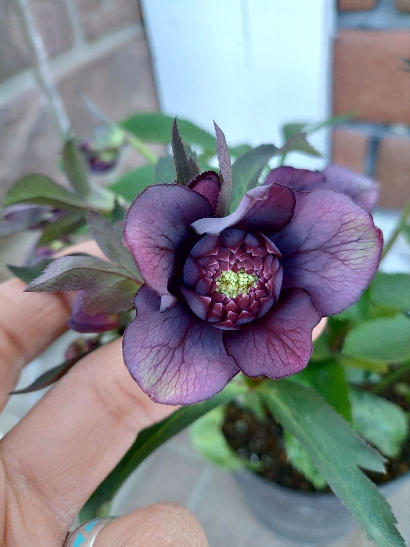 サ*ト様 クリスマスローズ　クレオパトラ系　広瀬園芸　５号鉢