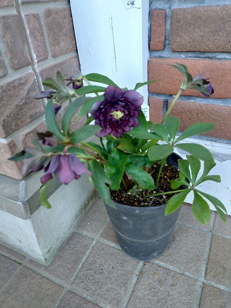 サ*ト様 クリスマスローズ　クレオパトラ系　広瀬園芸　５号鉢