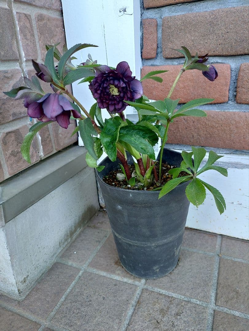 サ*ト様 クリスマスローズ　クレオパトラ系　広瀬園芸　５号鉢