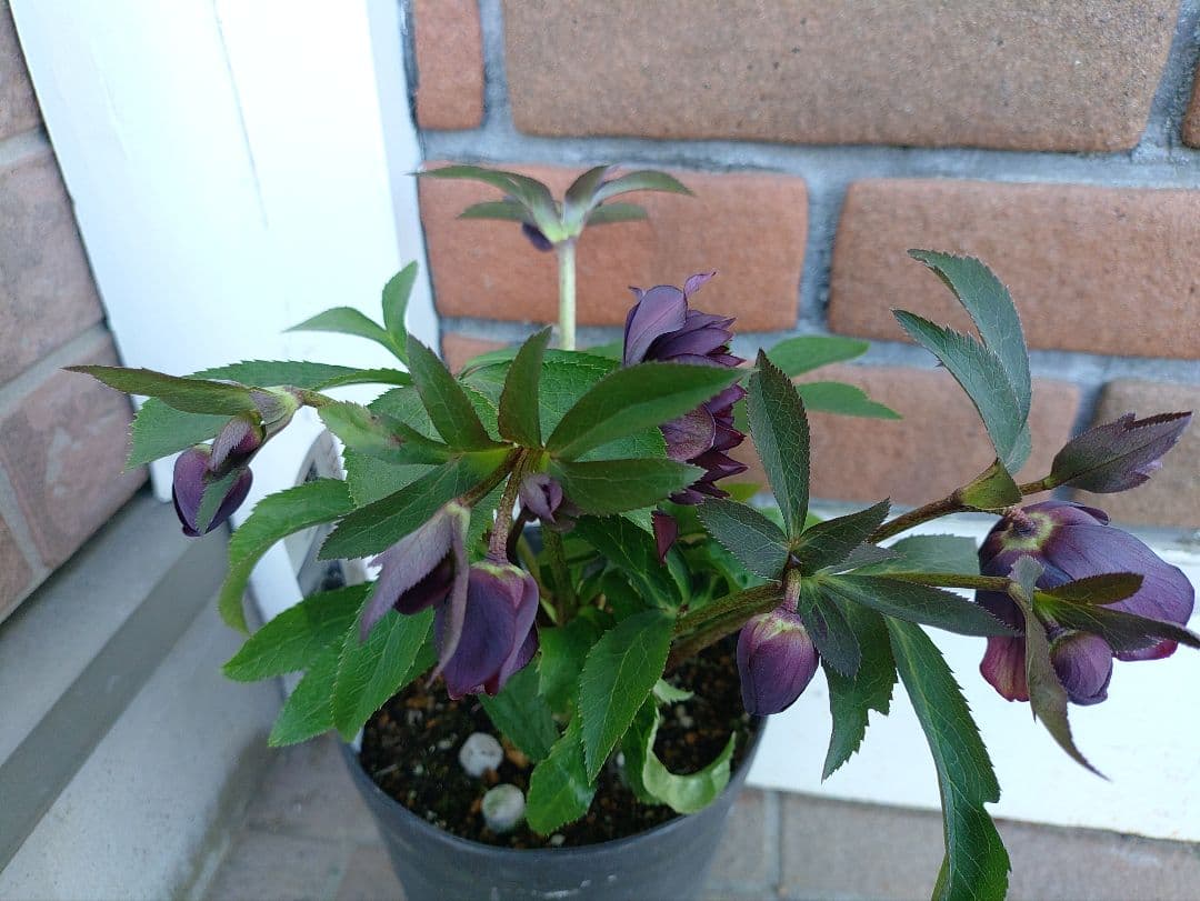 サ*ト様 クリスマスローズ　クレオパトラ系　広瀬園芸　５号鉢