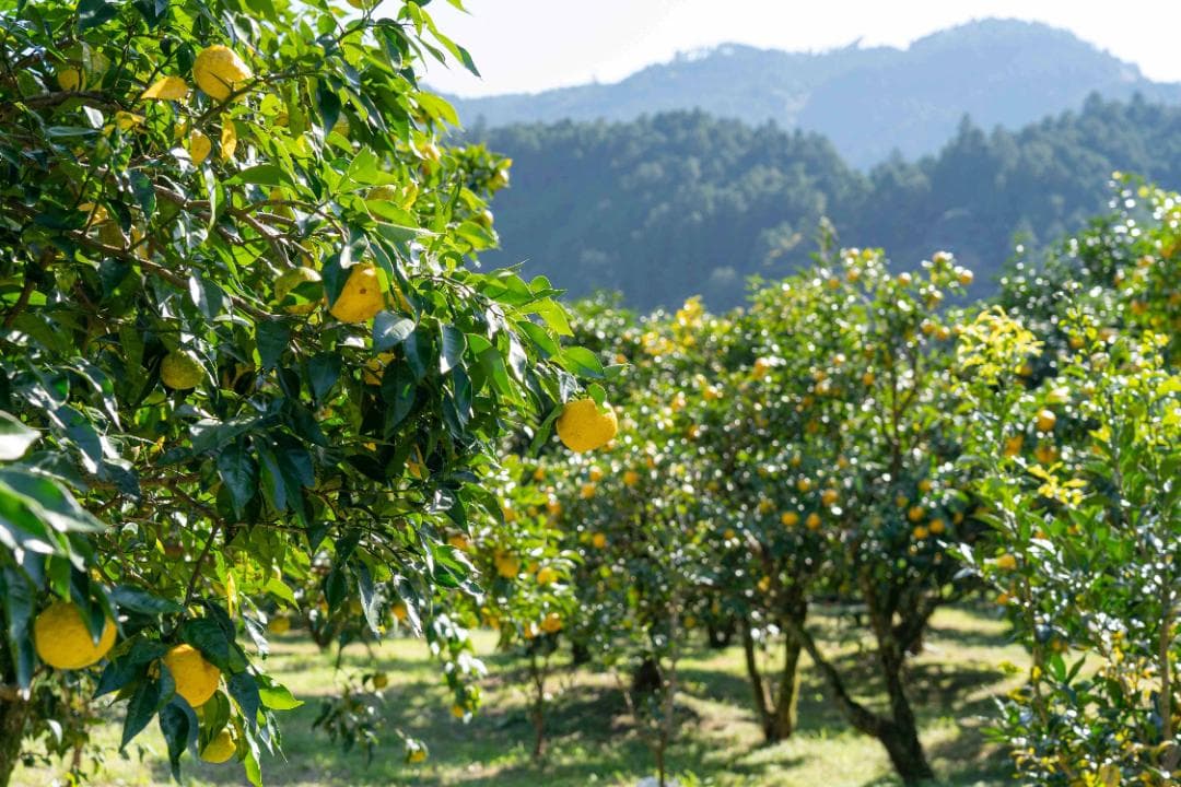 高知県産北川村本柚子約15kg　農薬：栽培期間中不使用