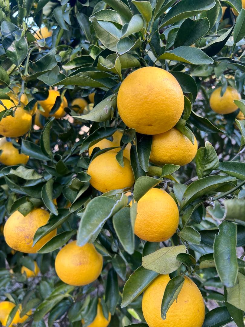 日向夏　20キロ 家庭用