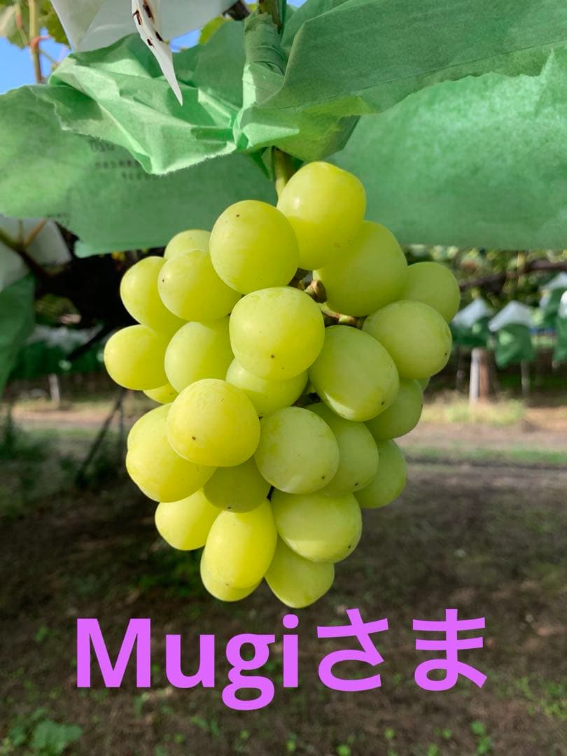 黄色シャインマスカット3キロ以上お約束❣️