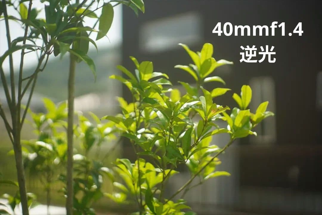 作例つき作動品 OLYMPUS PEN FT レンズ2本付き ハーフカメラ