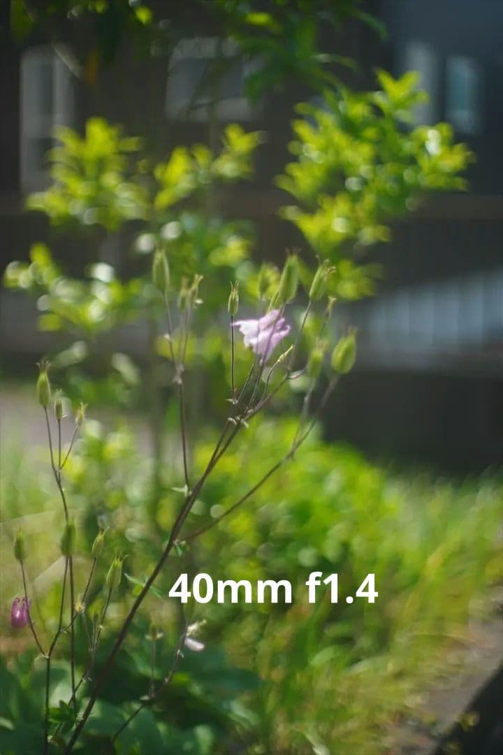 作例つき作動品 OLYMPUS PEN FT レンズ2本付き ハーフカメラ