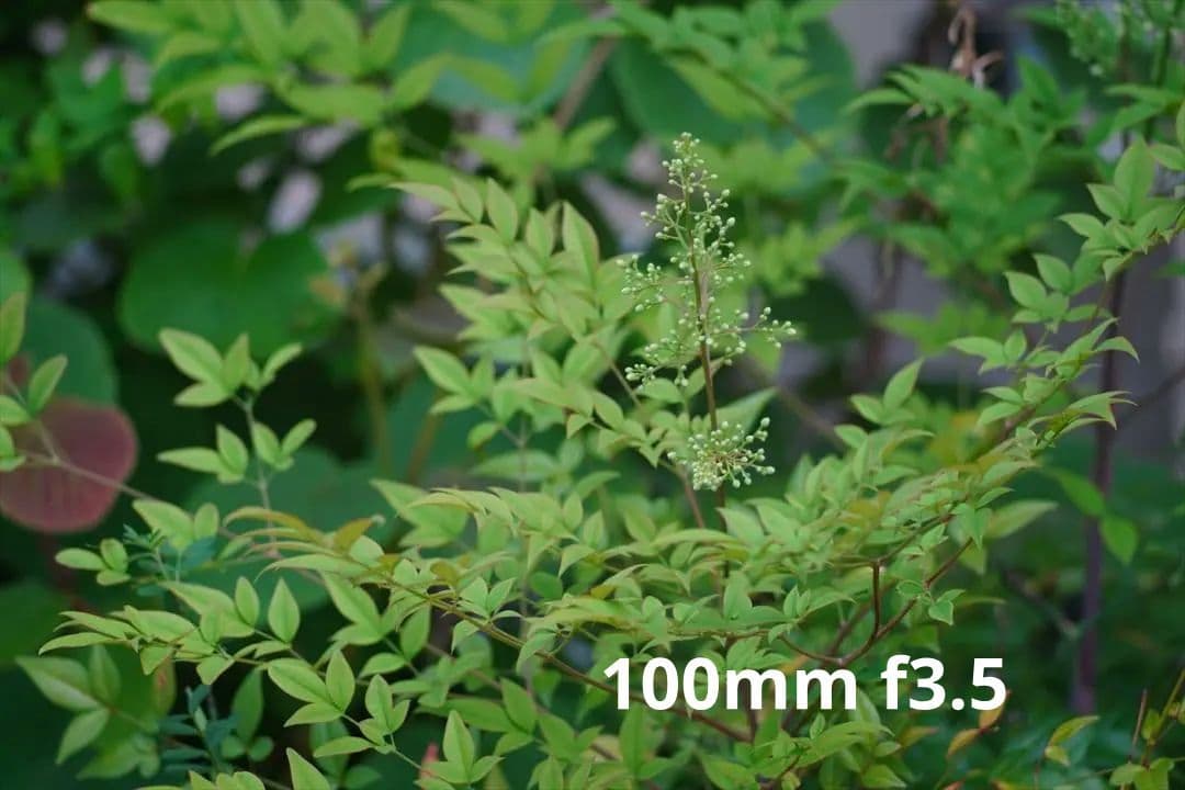 作例つき作動品 OLYMPUS PEN FT レンズ2本付き ハーフカメラ