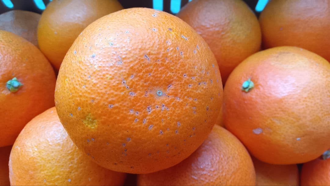 愛媛県中島産天草 20kg B級品