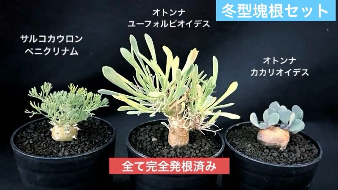 サルコカウロン ペニクリナム ユーフォルビオイデス カカリオイデス 3株セット