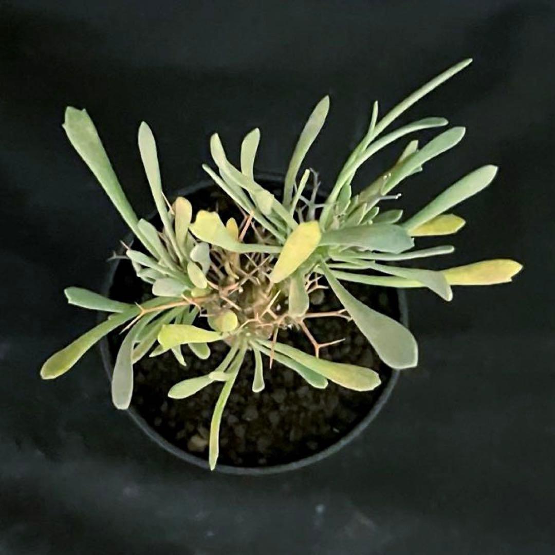 サルコカウロン ペニクリナム ユーフォルビオイデス カカリオイデス 3株セット