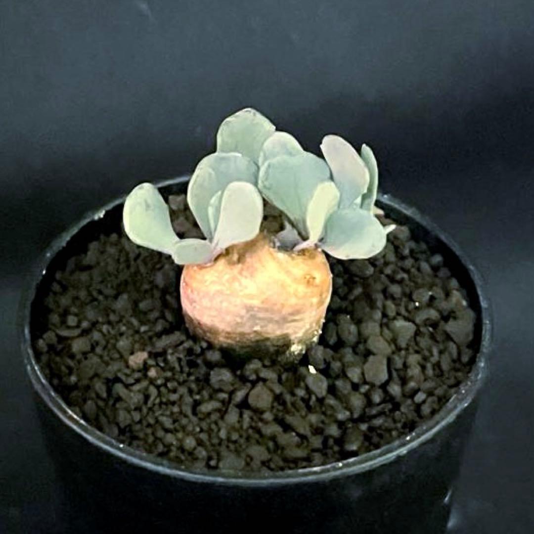 サルコカウロン ペニクリナム ユーフォルビオイデス カカリオイデス 3株セット