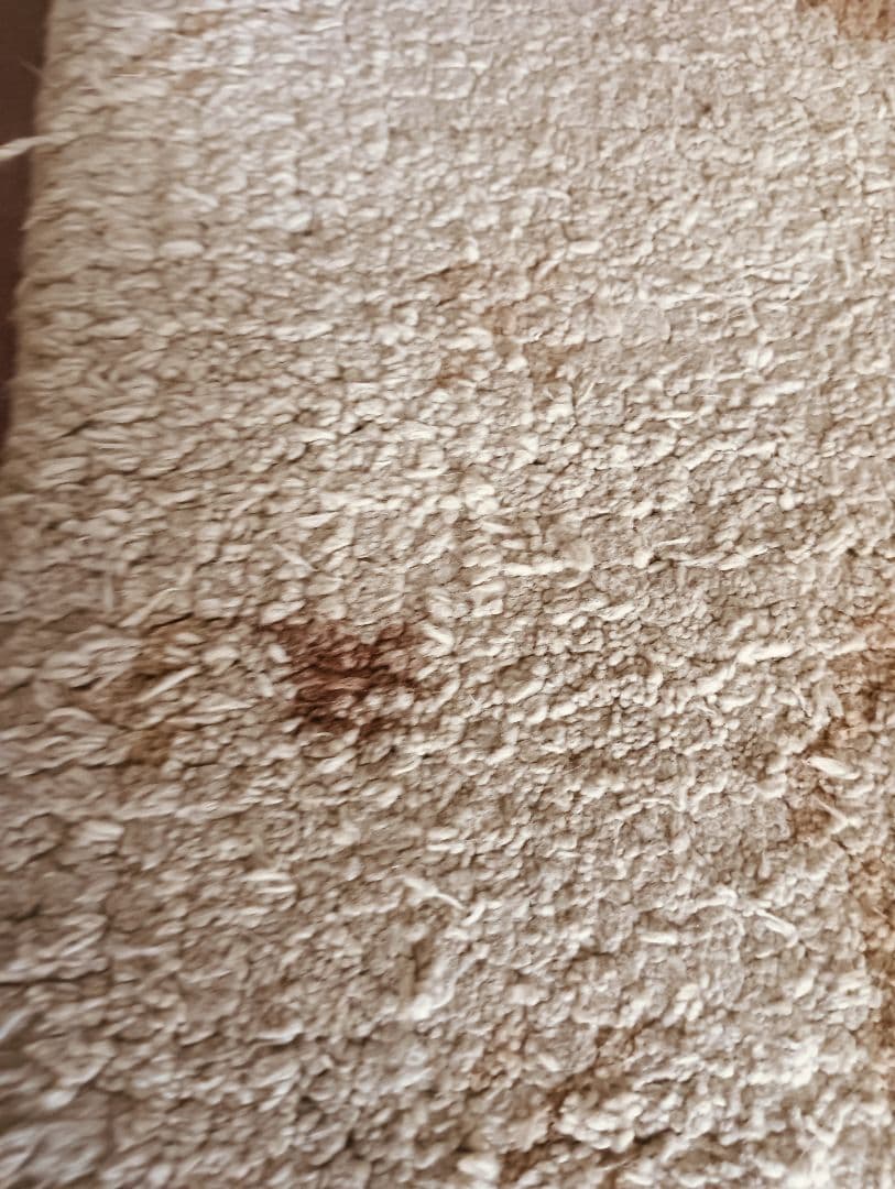 アンティーク緞通　苔色の古びた緞通のラグ　赤穂　堺　鍋島　屋敷　大正ロマン