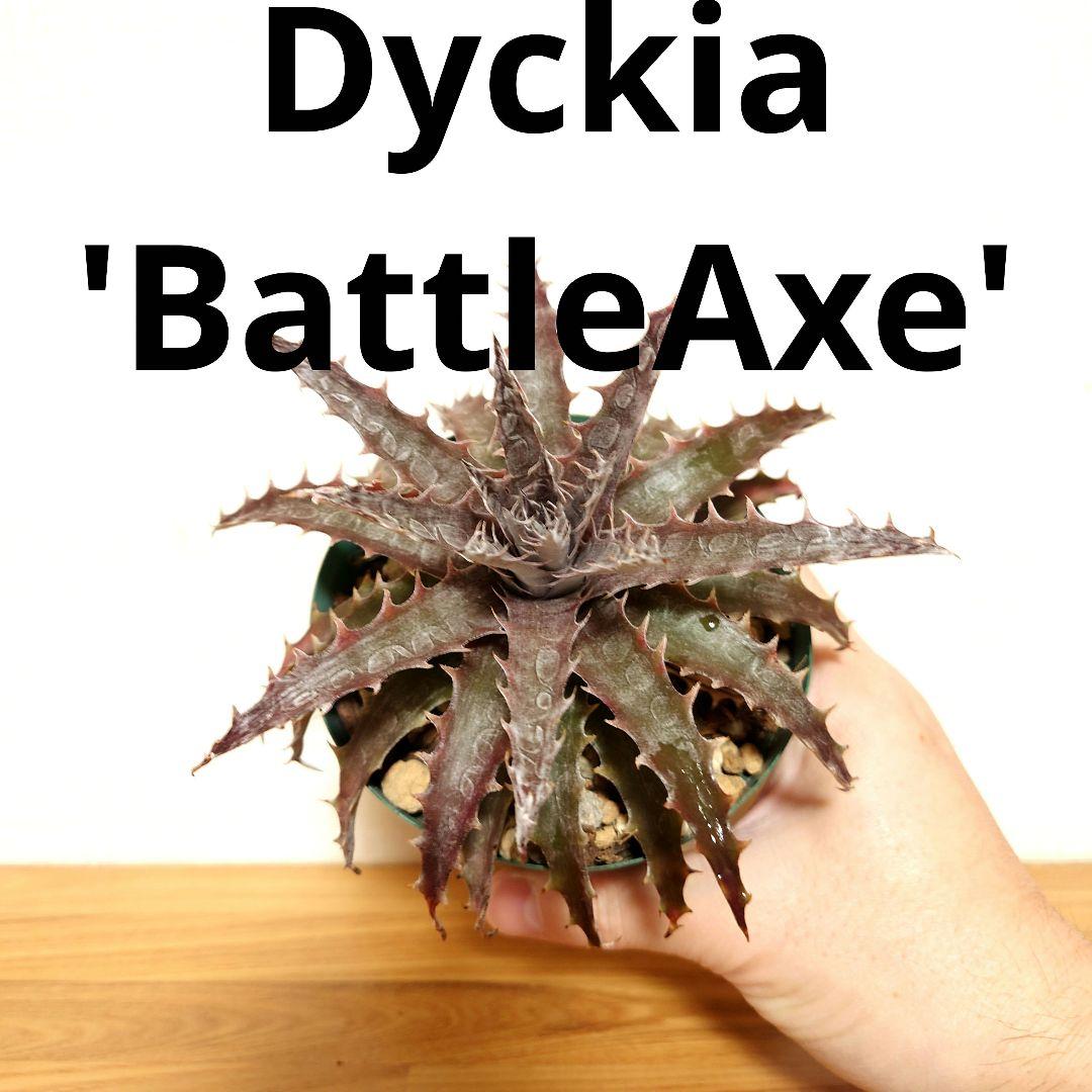 Dyckia 'BattleAxe' ディッキア バトルアックス