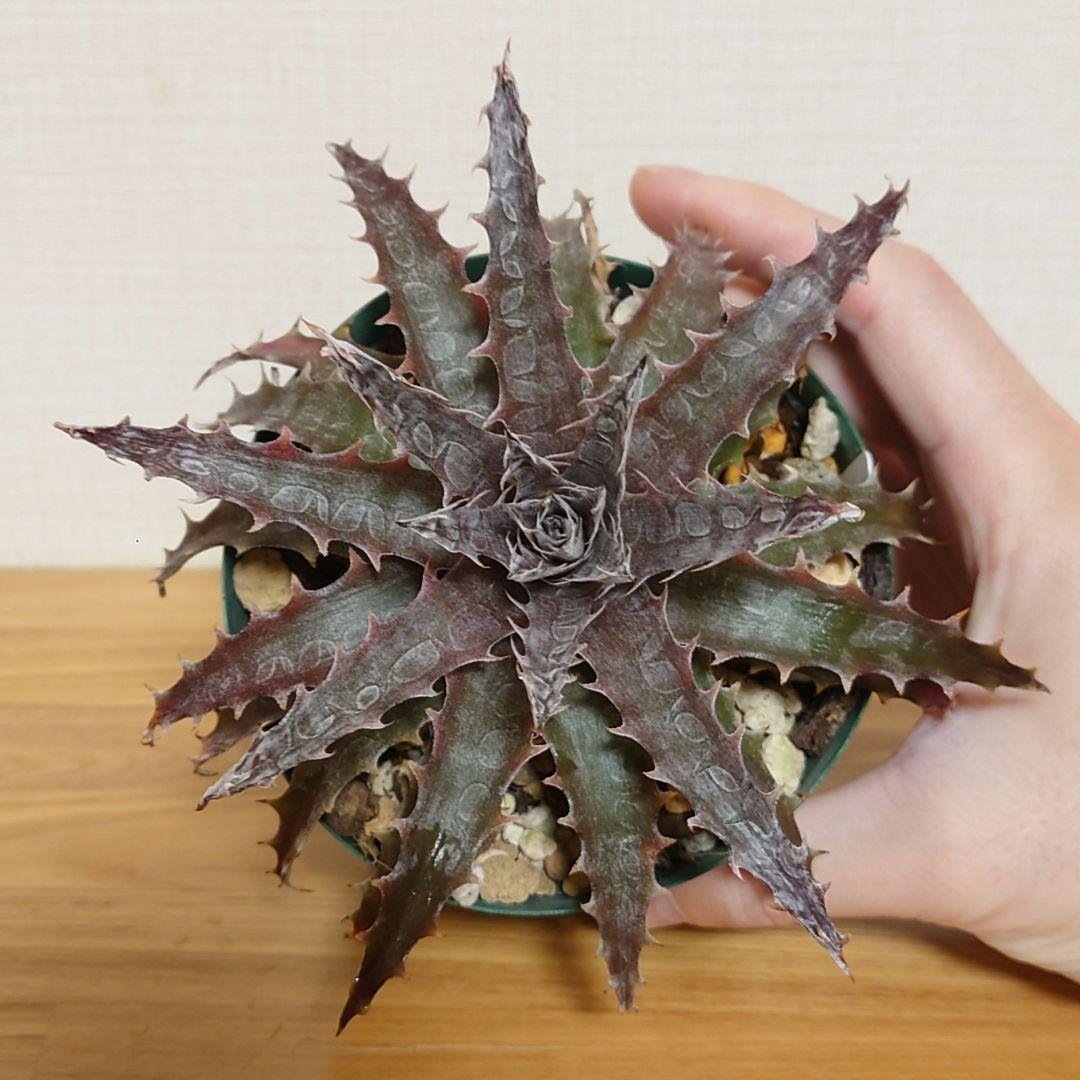 Dyckia 'BattleAxe' ディッキア バトルアックス