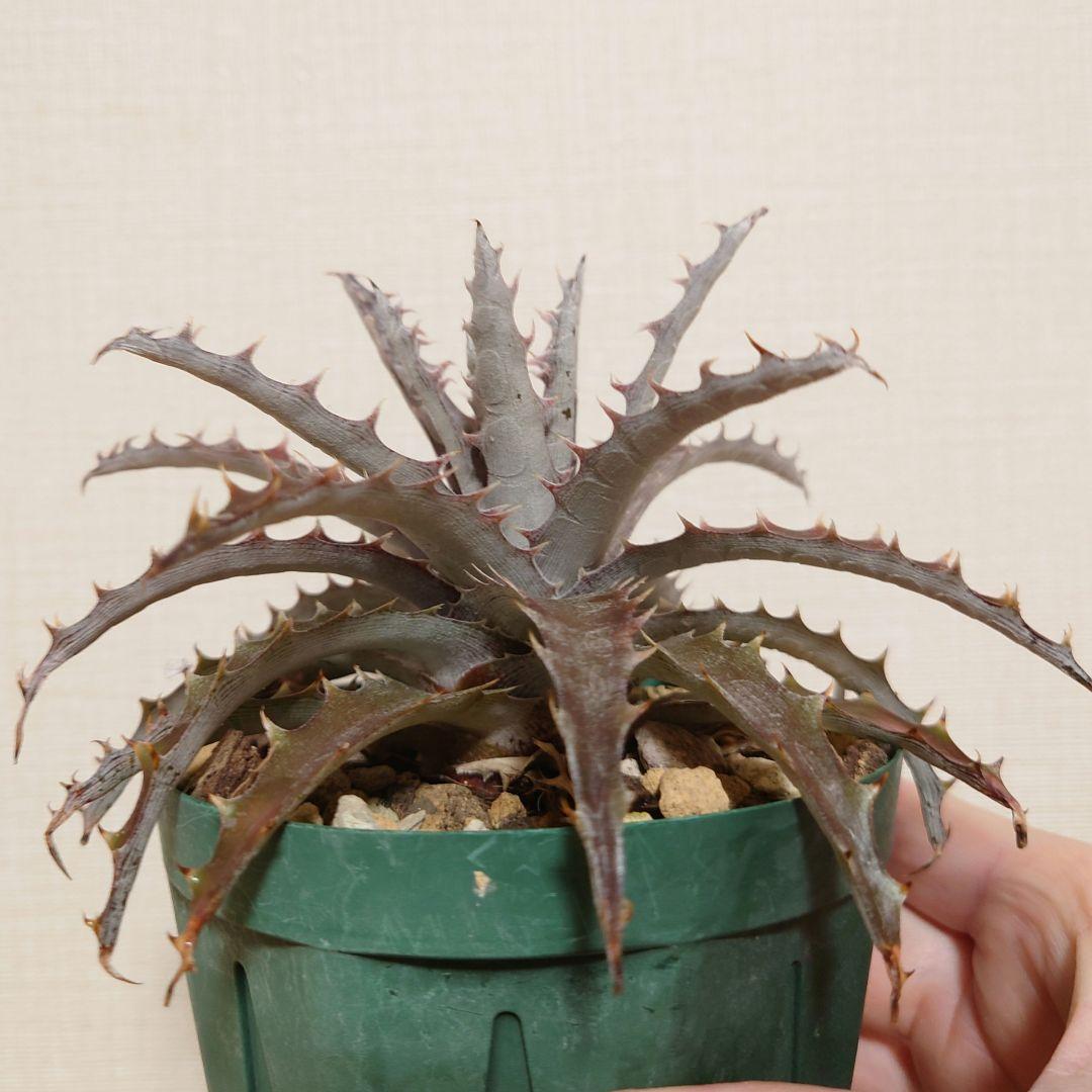 Dyckia 'BattleAxe' ディッキア バトルアックス