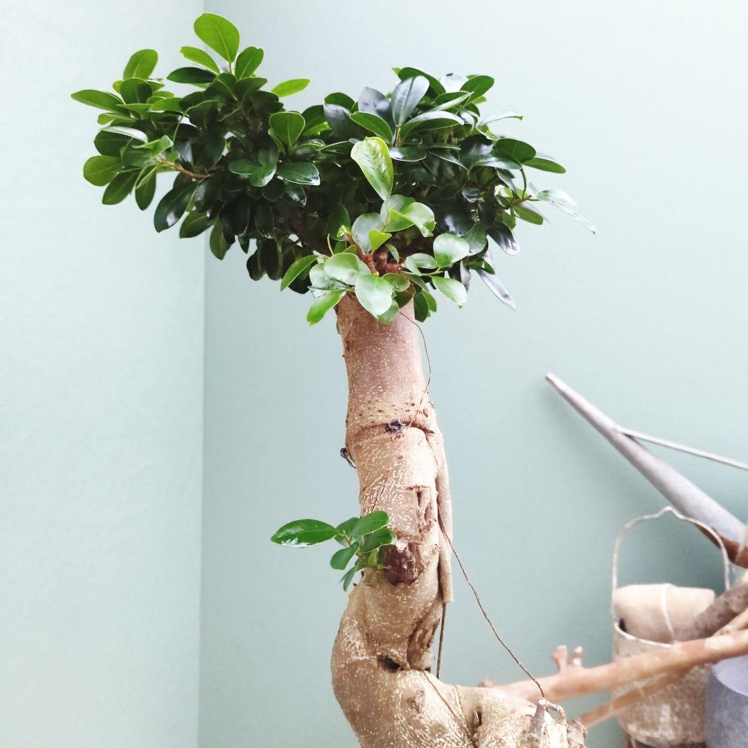 希少！ 太幹 曲がり 昇り龍ガジュマル 根上りガジュマル７号