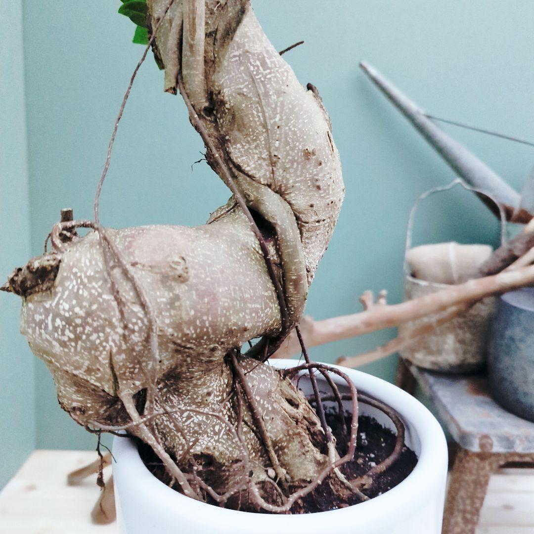 希少！ 太幹 曲がり 昇り龍ガジュマル 根上りガジュマル７号