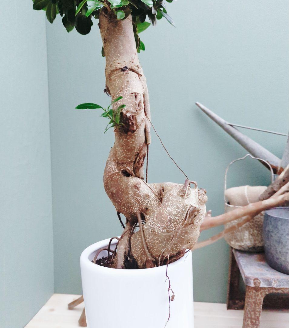 希少！ 太幹 曲がり 昇り龍ガジュマル 根上りガジュマル７号