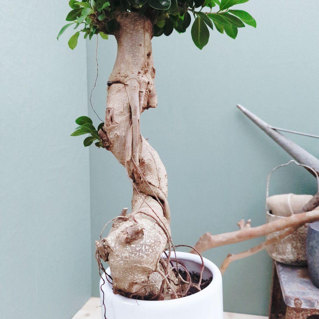 希少！ 太幹 曲がり 昇り龍ガジュマル 根上りガジュマル７号