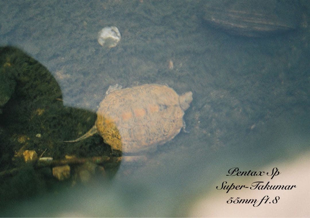 ★完動品＊初期保証付！pentax sp★作例多数★フィルム入門に！