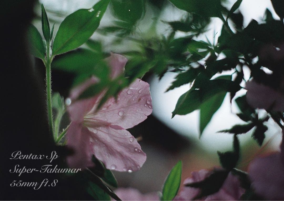 ★完動品＊初期保証付！pentax sp★作例多数★フィルム入門に！