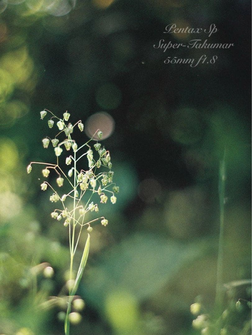 ★完動品＊初期保証付！pentax sp★作例多数★フィルム入門に！