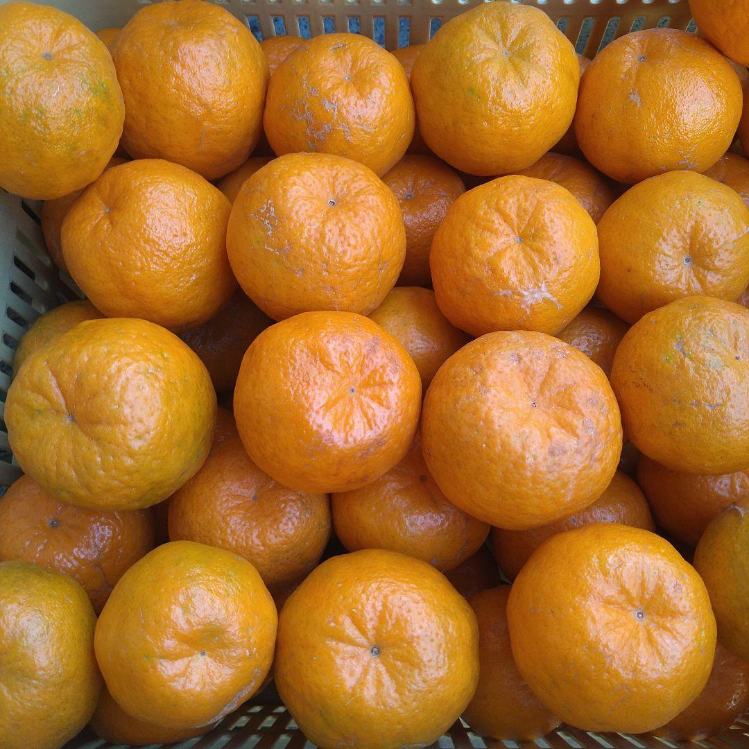 訳アリ　実のみ　完全無農薬　ポンカン　箱込み10kg未満　ゴロゴロ入り
