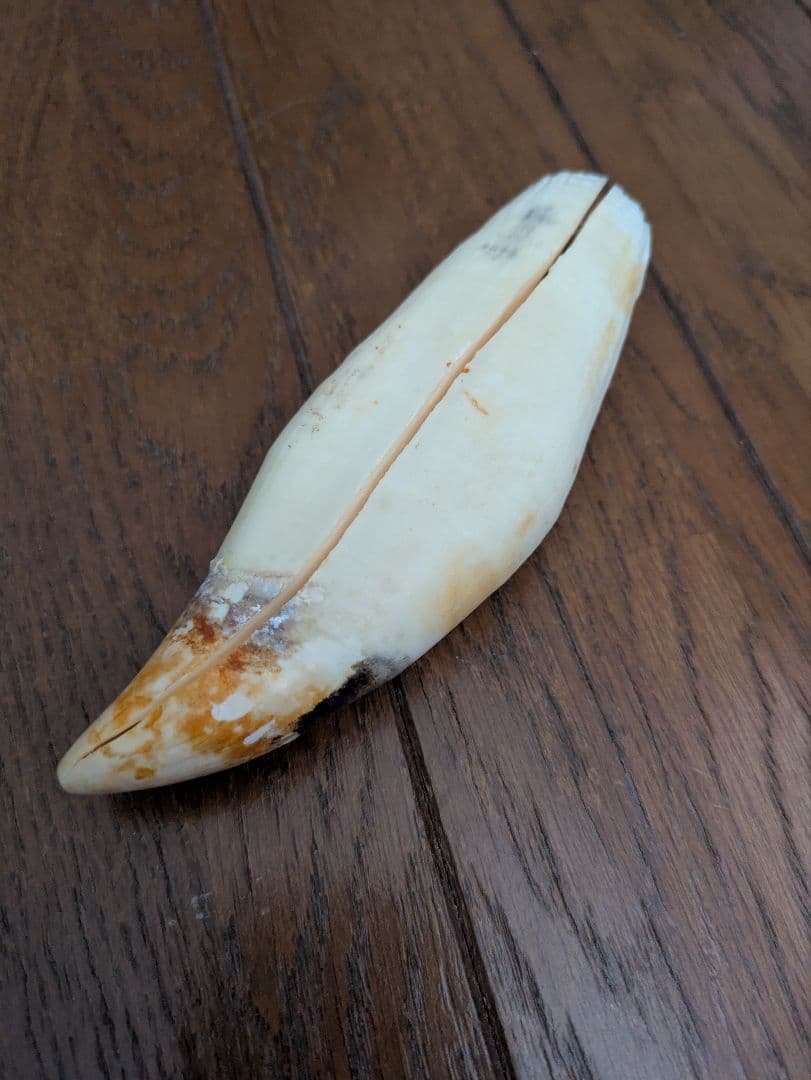 マッコウクジラ（？）の歯