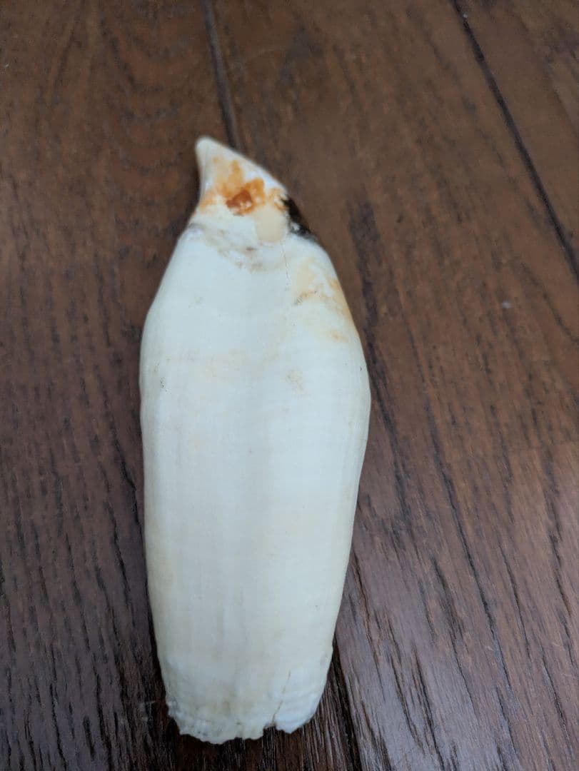 マッコウクジラ（？）の歯