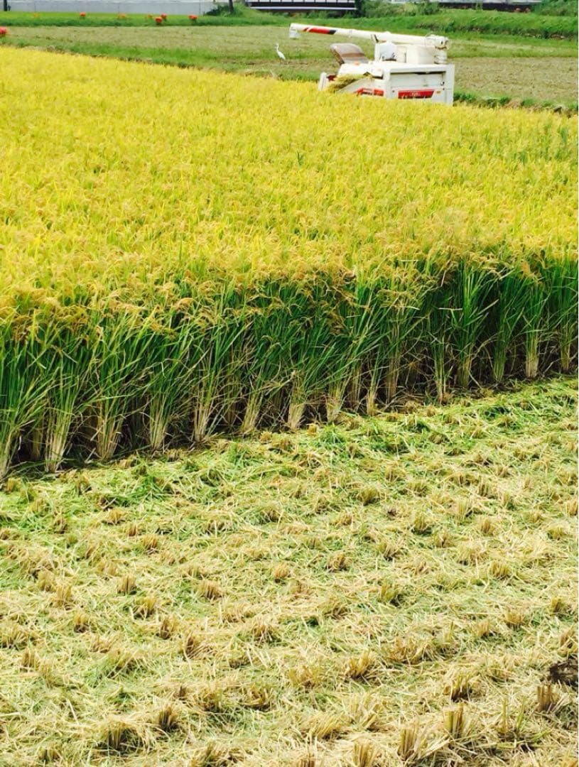 姫路発　令和7年度産　30キロ