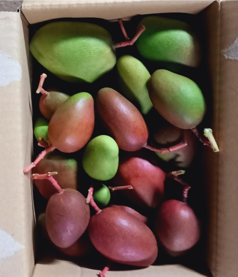 マンゴー+摘果 / 9 kg including box