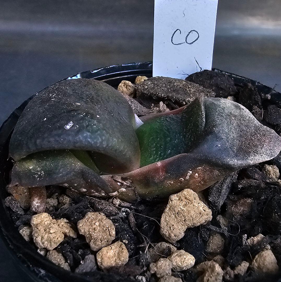 メルカリ便発送&ロウルサンコさんラベル付き☆ガステリア C0(シーゼロ)