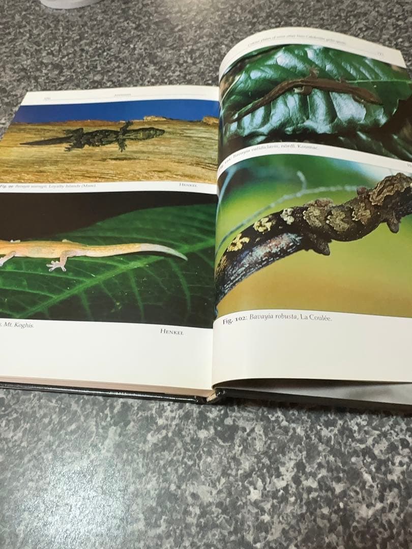 Rhacodactylus ミカドヤモリ　洋書12/15迄の限定値下価格！