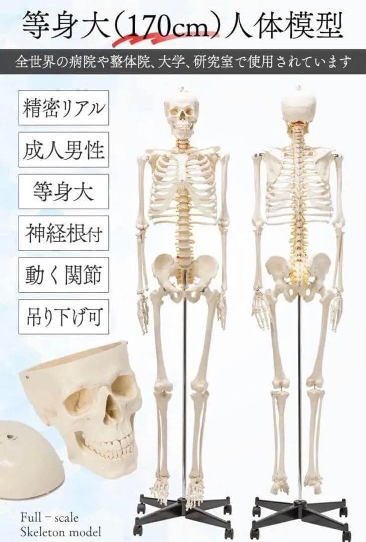 R1743等身大 人体模型 170cm神経根有り全身骨格模型 骨格標本 骸骨模型