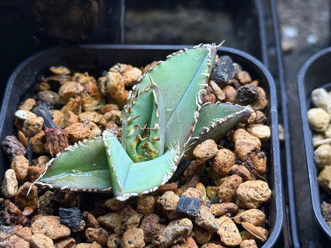 アガベ チタノタ　ivory W.A. 子株