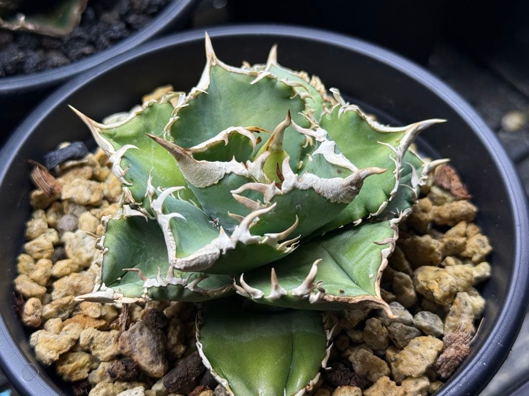 アガベ チタノタ　ivory W.A. 子株