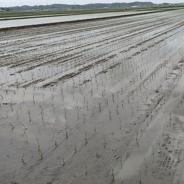 令和7年産 茨城県産 コシヒカリ 白米 精米代込み 10Kg 10キロ b