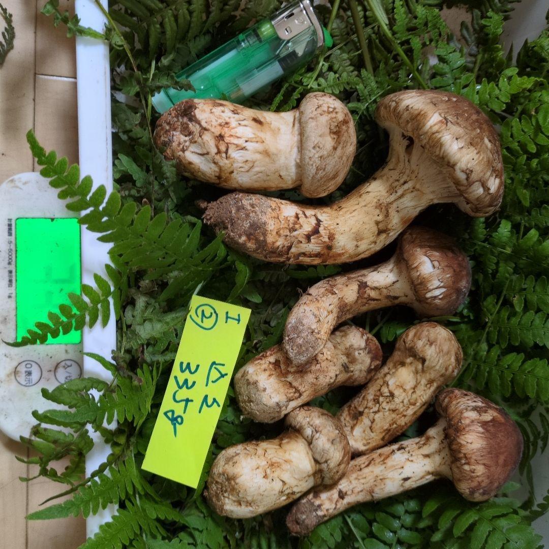 和歌山松茸　新鮮朝市　込み込み　335㌘