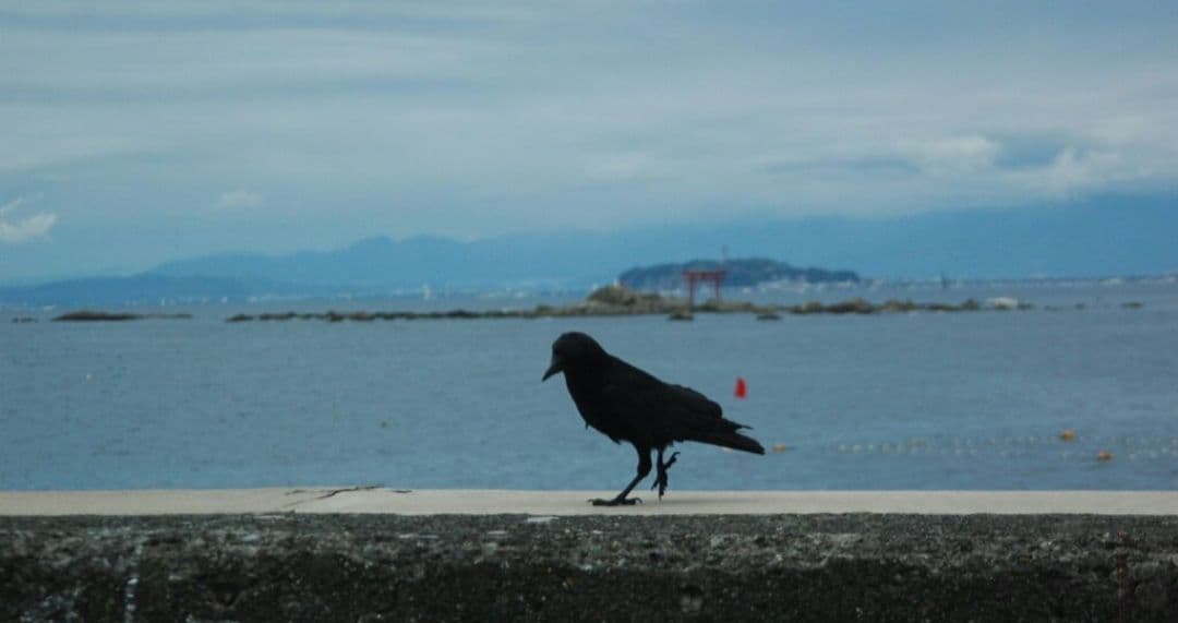 maomao様　　NIKON　D70　ダブルレンズ⚡️初心者⚡️ニコン⚡️