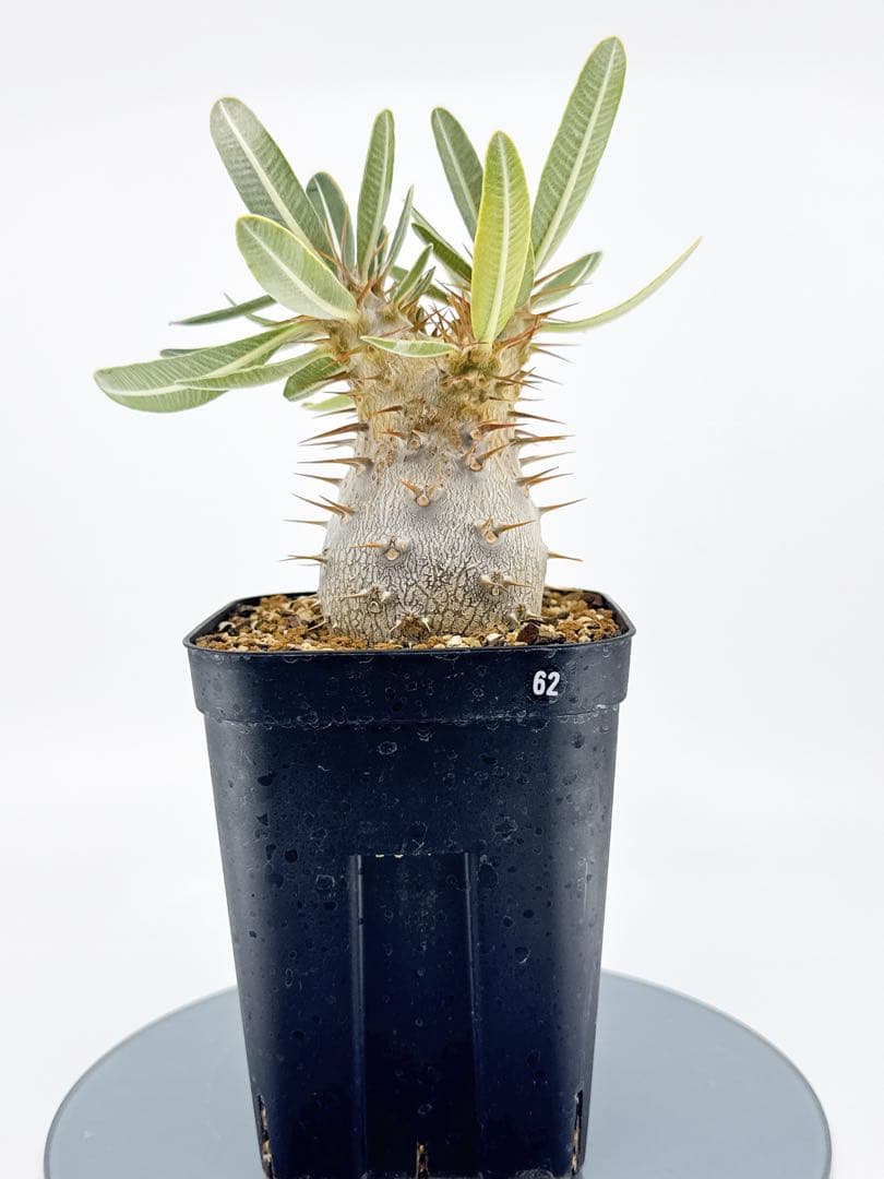 【Link】No62 実生 2年3か月 パキポディウム グラキリス