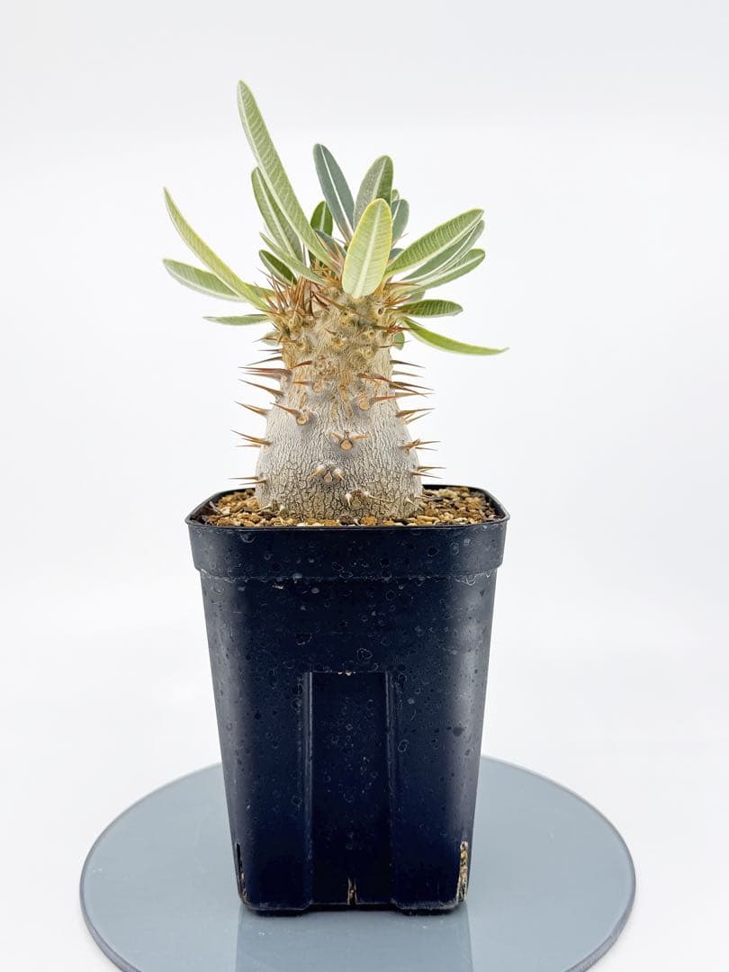 【Link】No62 実生 2年3か月 パキポディウム グラキリス