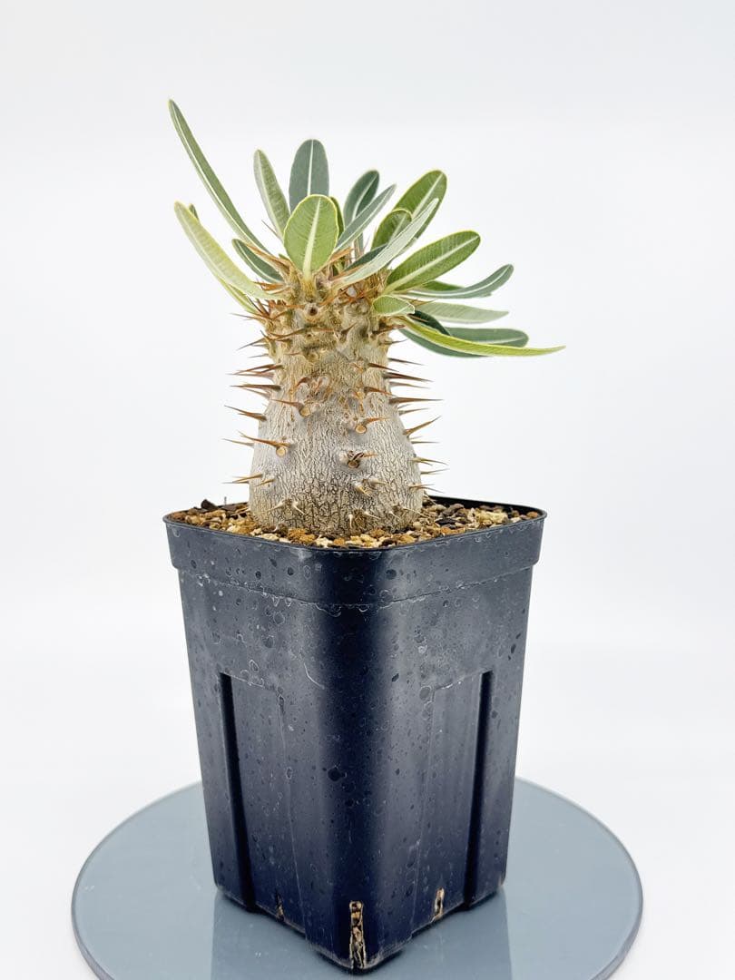 【Link】No62 実生 2年3か月 パキポディウム グラキリス