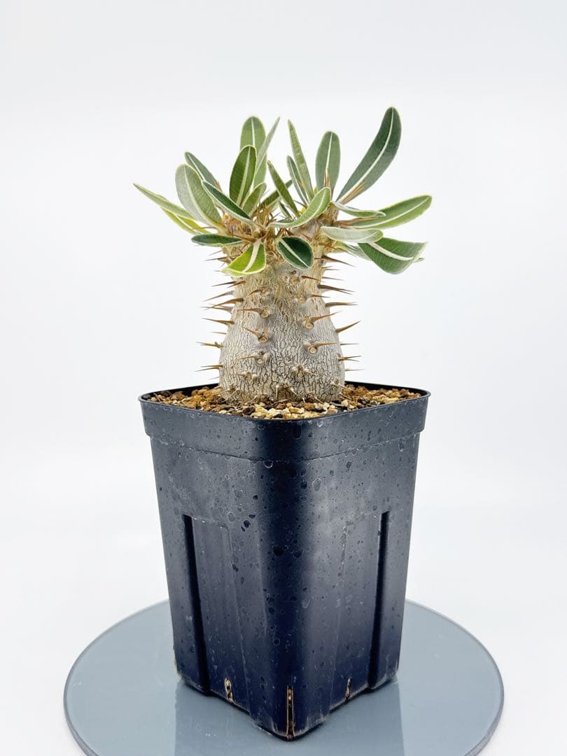 【Link】No62 実生 2年3か月 パキポディウム グラキリス