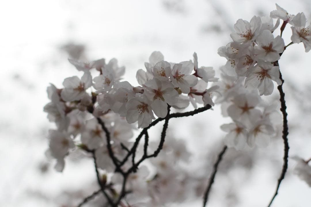 レンズ(単焦点) CONTAX Carl Zeiss Planar 50mm F1.4 ZE EF