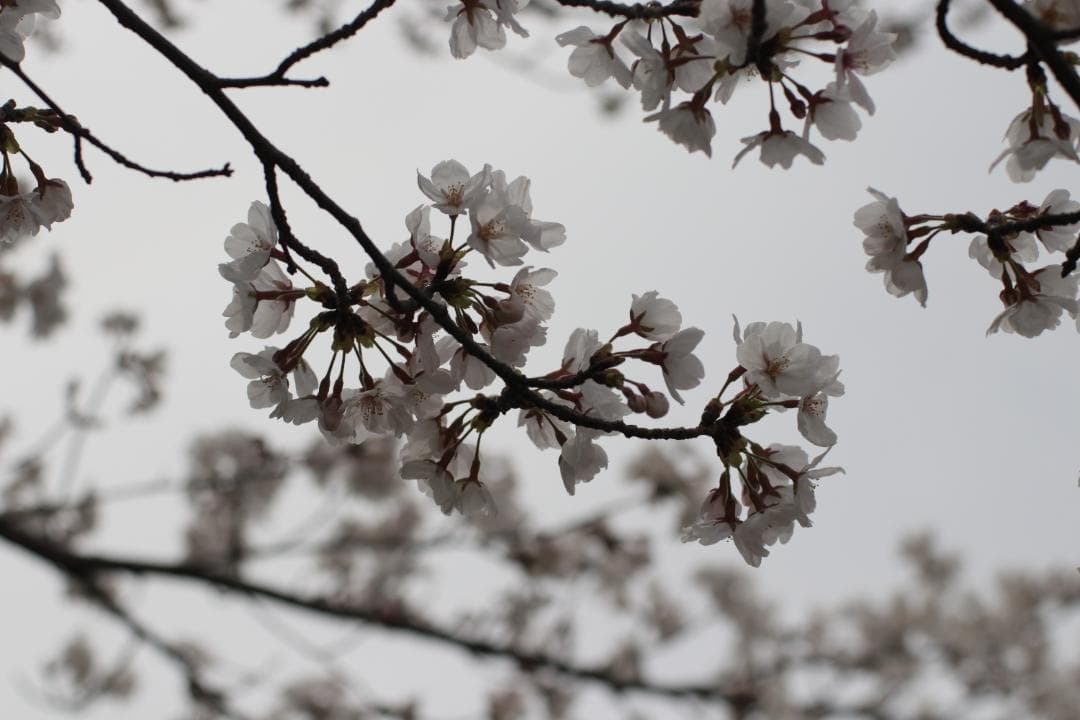 レンズ(単焦点) CONTAX Carl Zeiss Planar 50mm F1.4 ZE EF