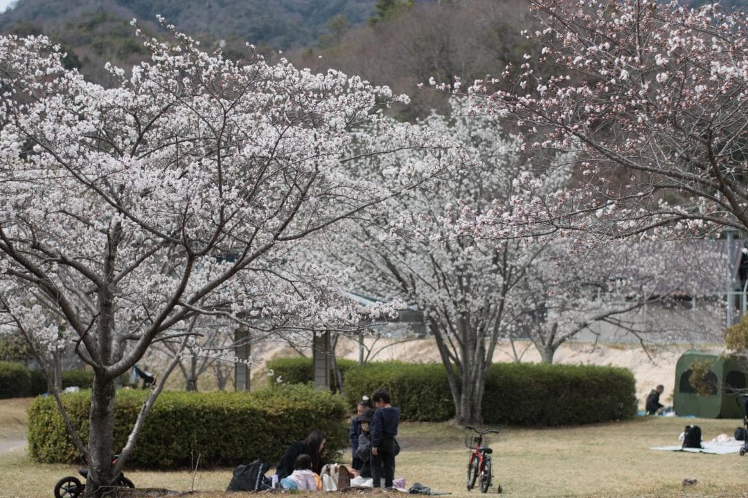 レンズ(単焦点) CONTAX Carl Zeiss Planar 50mm F1.4 ZE EF