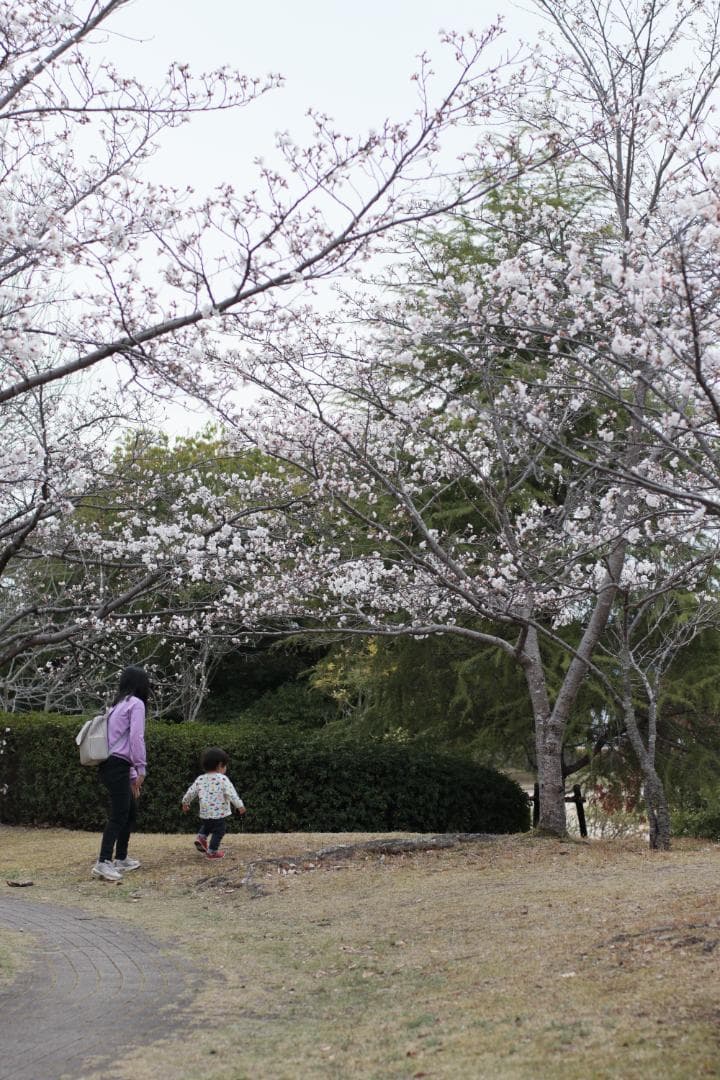 レンズ(単焦点) CONTAX Carl Zeiss Planar 50mm F1.4 ZE EF
